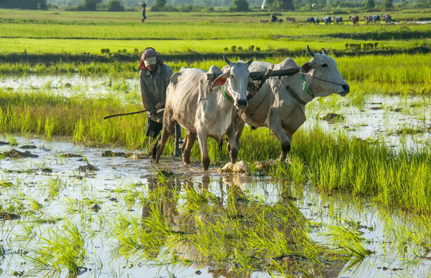 3-Days Tours Temples & Countryside